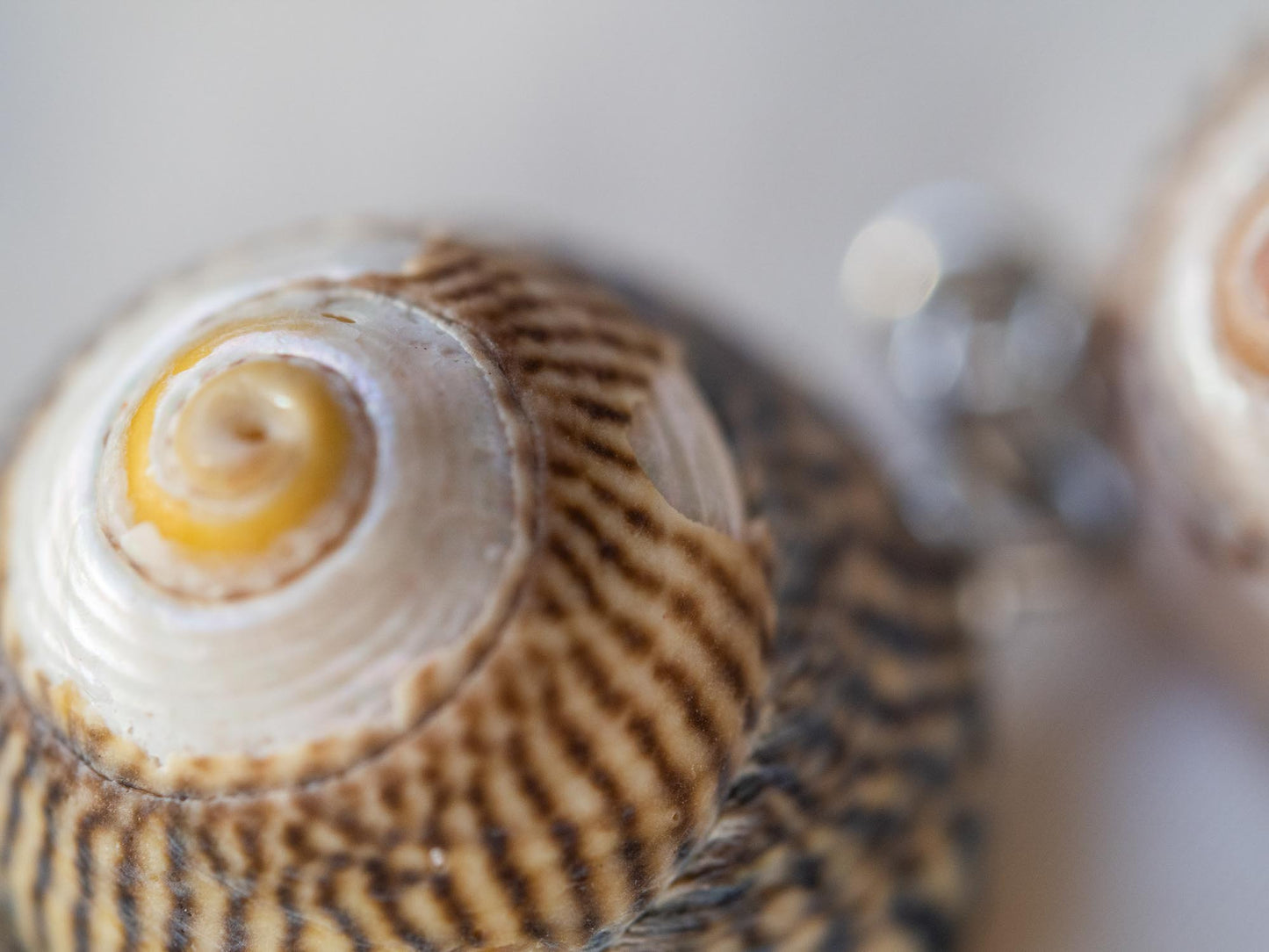 Handcrafted Seashell Drop Earrings